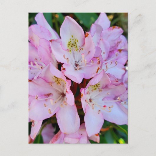 Roze Rhododendron Flower Briefkaart (Voorkant)