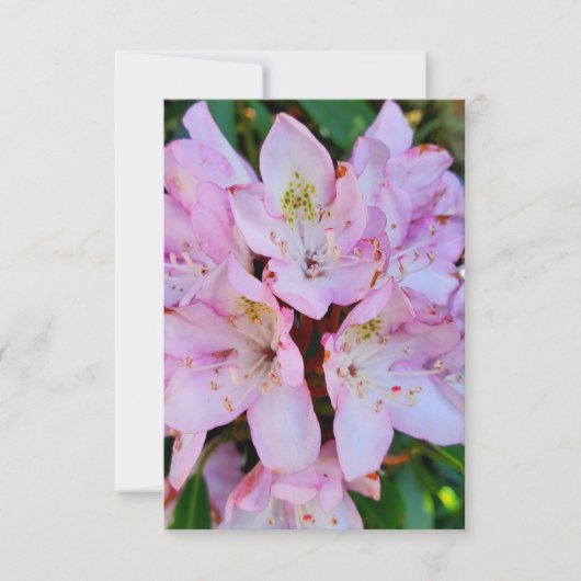 Roze Rhododendron Flower Kaart (Voorkant)