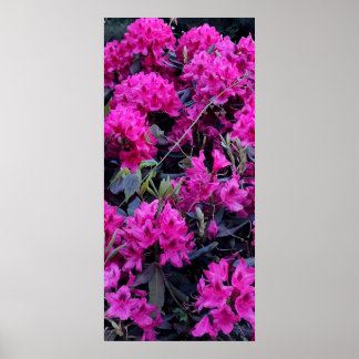 Roze Rhododendron Flowers Poster