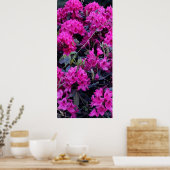 Roze Rhododendron Flowers Poster (Keuken)