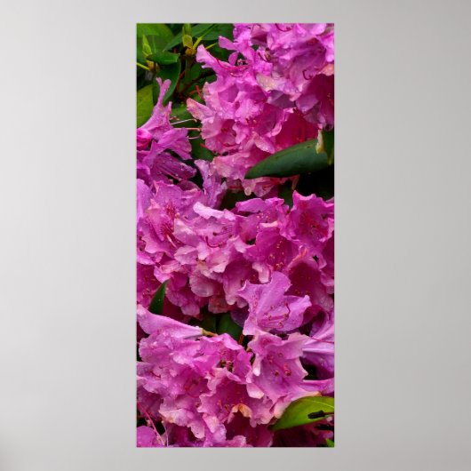 Roze Rhododendron Flowers Poster (Voorkant)