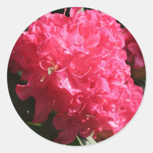 Roze Rhododendron Ronde Sticker