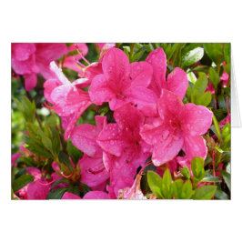 Roze Rhododendrons