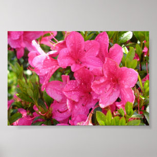 Roze Rhododendrons Poster