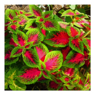 Roze rode groene coleus ventilator - perfect Poste Poster