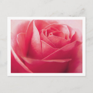 Roze Rood Rose Blank Groet Briefkaart