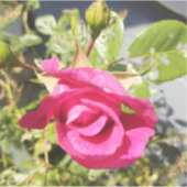 Roze Roos #2 Sticker (Voorkant)