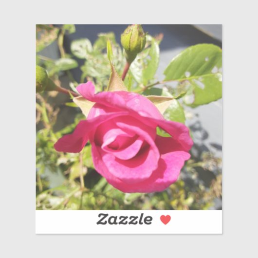 Roze Roos #2 Sticker (Vel)