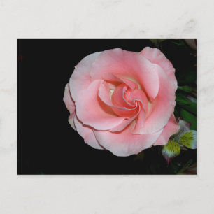 Roze Roos Aankondiging Briefkaart