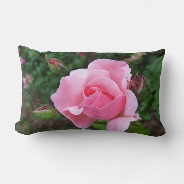 roze roos bloeiend kussen (Voorkant)