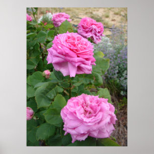 Roze Roos Bloemen Bloem Tuin John Hopper Poster