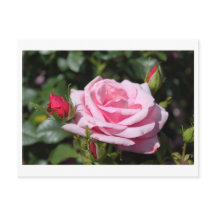 roze roos bloemen gelukkige verjaardag. liefs, vri