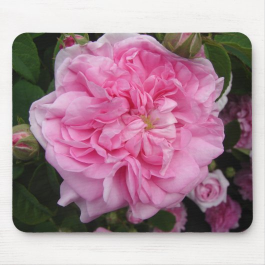 Roze Roos bloemen Muismat (Voorkant)