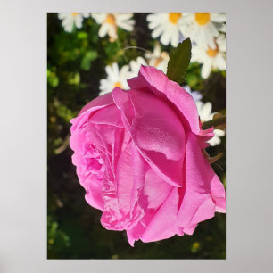 Roze Roos Bloemen Tuin L'Ouche Kool Poster