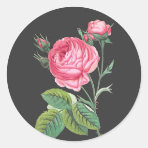 Roze roos bloemend modern ronde sticker