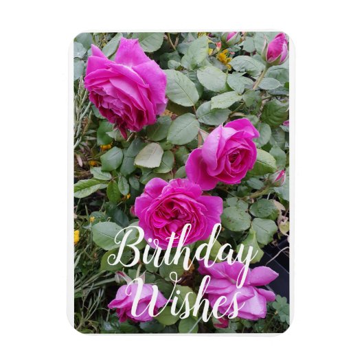  roze  Roos Bloemkaart Magneet (Verticaal)