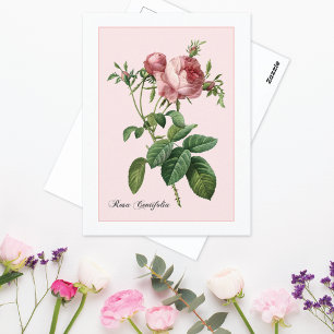 Roze Roos Botanische Redoute Briefkaart