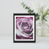 Roze  Roos Briefkaart (Staand voorkant)