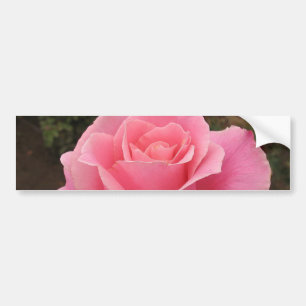 Roze Roos Bumpersticker