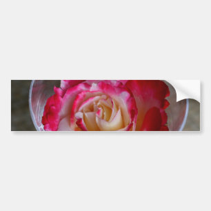 Roze roos close-up in wijnglas bumpersticker