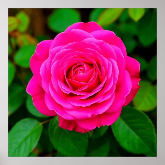 Roze Roos Close-Up Romantische Bloemige Muurkunst  Poster (Voorkant)