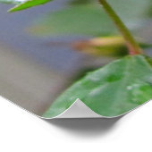 roze roos en regendruppels poster (Hoek)