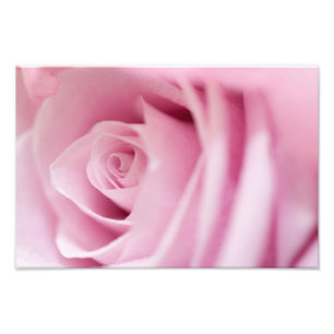 Roze Roos Foto Afdruk