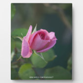 Roze Roos Fotoplaat (Voorkant)