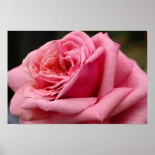 Roze Roos I Mooie Bloemfotografie Poster