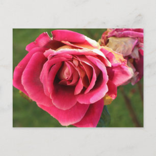 Roze roos in een tuin briefkaart