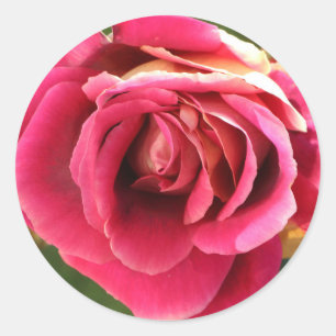 Roze roos in een tuin ronde sticker