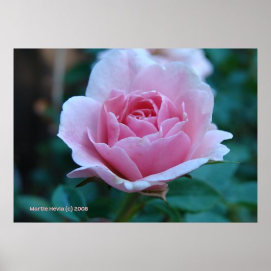 Roze roos in het groen poster (Voorkant)