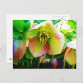 Roze Roos Lenten Briefkaart (Voorkant / Achterkant)