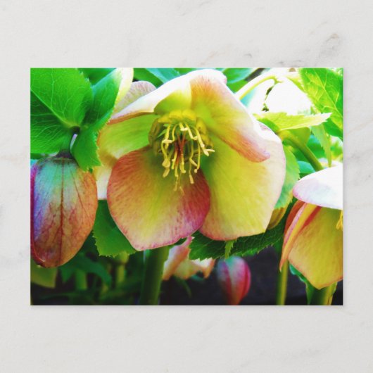 Roze Roos Lenten Briefkaart (Voorkant)