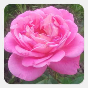 Roze Roos 'Leonardo Da Vinci' Vierkante Sticker