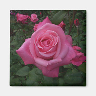 Roze roos magneet