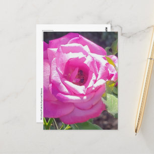 Roze Roos met een Bijen Briefkaart