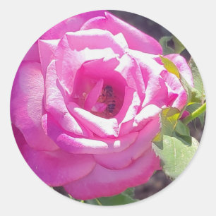Roze Roos met een Bijen Stickers