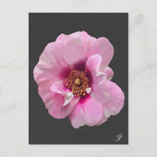 Roze roos met Paarse Hart - olieverfschilderij Briefkaart