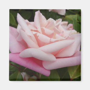 Roze Roos met twee toonaangevende kleuren Magneet