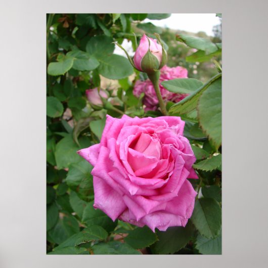 Roze Roos Natuur Tuin Poster (Voorkant)