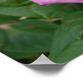 Roze Roos Natuur Tuin Poster (Hoek)