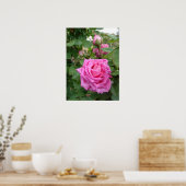 Roze Roos Natuur Tuin Poster (Keuken)
