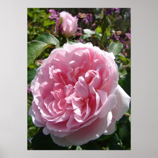 Roze Roos Natuur Tuin Poster (Voorkant)