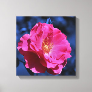 Roze roos op blauwe tint bloem canvas afdruk
