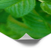 Roze Roos Poster (Hoek)