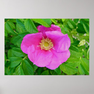 Roze Roos Poster