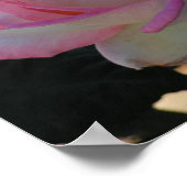 Roze Roos Poster (Hoek)