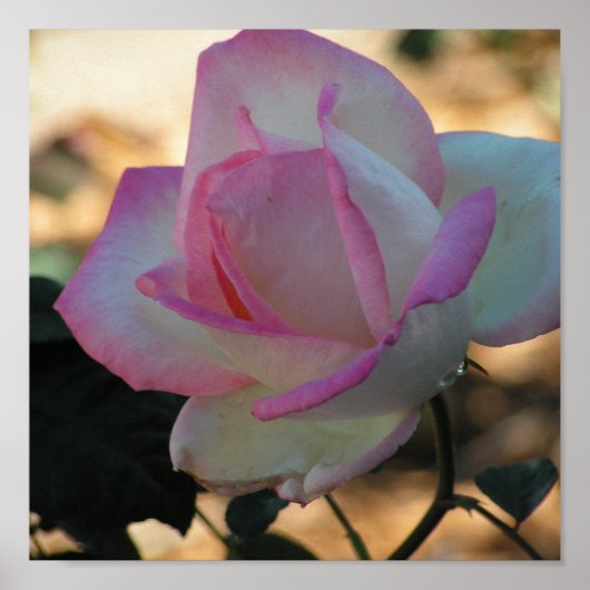 Roze Roos Poster (Voorkant)