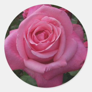 Roze Roos Ronde Sticker